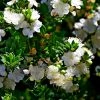 Myrtus Communis Tarentina - Myrte Commun -Promesse de Fleurs Magasin Myrtus communis subsp Tarentina 82213 1