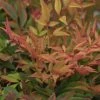 Nandina Domestica Gulf Stream - Bambou Sacré Orange Cuivre -Promesse de Fleurs Magasin Nandina Gulfstream 0523 1
