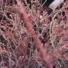 Nandina Plum Passion - Bambou Sacré -Promesse de Fleurs Magasin Nandina Plum Passion 782021 1