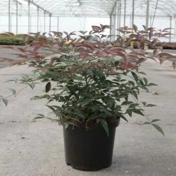 Nandina Domestica Flirt - Bambou Sacré Nain