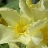 Laurier Rose Jaune Simple - Nerium Oleander 1 Laurier Rose Jaune Simple - Nerium Oleander -Promesse de Fleurs Magasin Nerium oleander Laurier rose Jaune simple 87109 1