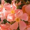 Laurier Rose - Nerium Oleander Saumon