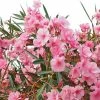 Laurier Rose - Nerium Oleander -Promesse de Fleurs Magasin Nerium oleander pot de 3L 83379 1