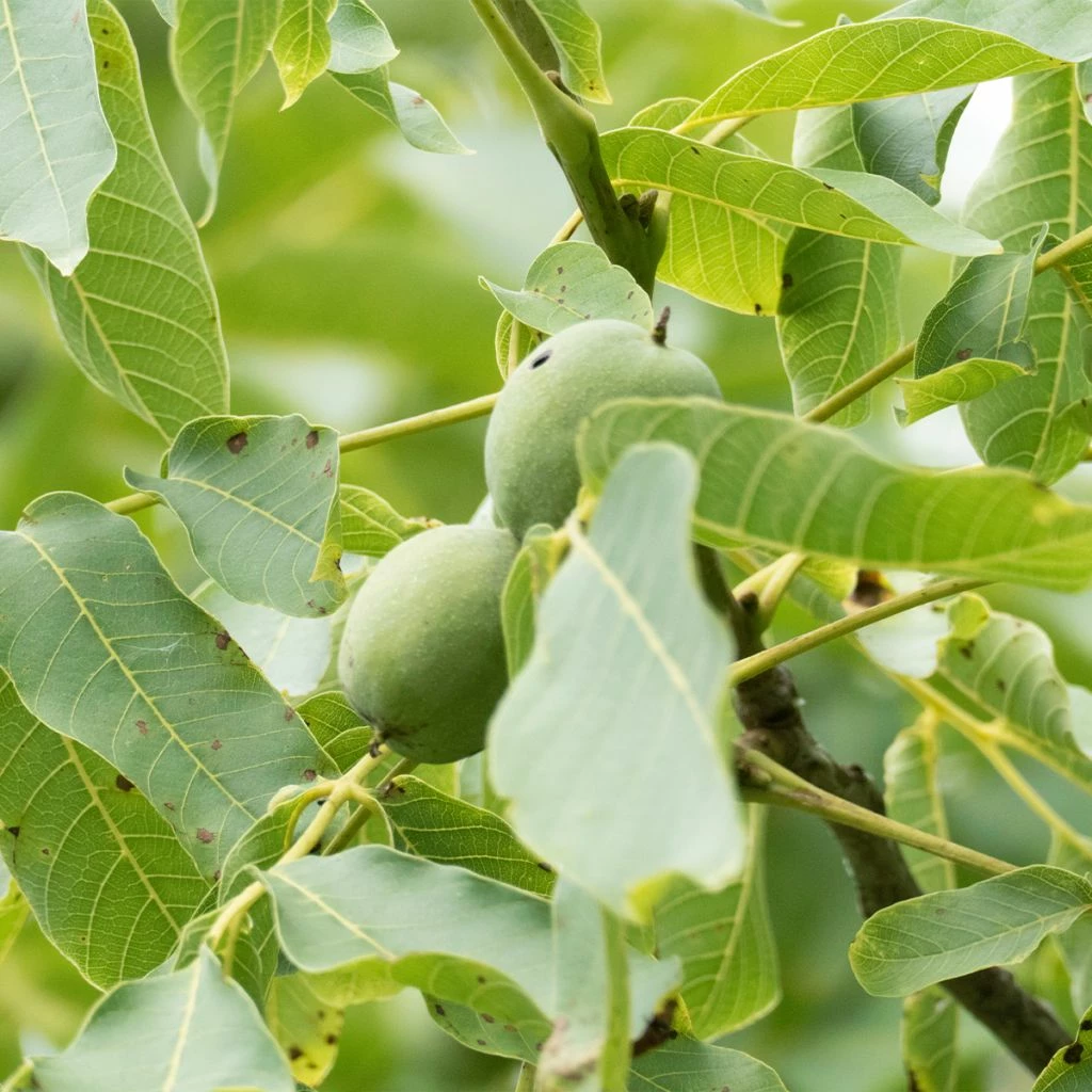 Noyer Commun Corne - Corne Du Périgord 3 Noyer Commun Corne - Corne Du Périgord