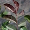 Noyer Commun Purpurea - Juglans Regia -Promesse de Fleurs Magasin Noyer commun Purpurea Juglans regia V 1003791 1