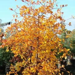 Gommier Noir - Nyssa Sylvatica Autumn Cascades