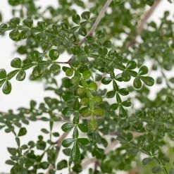 Operculicarya Decaryi - Faux-poivrier Du Japon