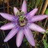 Passiflore X Lavender Lady - Fleur De La Passion 2 Passiflore X Lavender Lady - Fleur De La Passion -Promesse de Fleurs Magasin Passiflora Amethyst ld HansB 681330 1