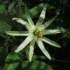 Passiflora Mucronata - Fleur De La Passion -Promesse de Fleurs Magasin Passiflora mucronata 87021 1