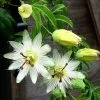 Passiflore Caerulea Constance Elliott - Fleur De La Passion Blanche -Promesse de Fleurs Magasin Passiflora caerulea constancee elliot hortulus ld 681319 1