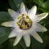Passiflore, Fleur De La Passion - Passiflora Caerulea Clear Sky 1 Passiflore, Fleur De La Passion - Passiflora Caerulea Clear Sky -Promesse de Fleurs Magasin Passiflore Fleur de la passion Passiflora caerulea Clear Sky copyright 1009182 1