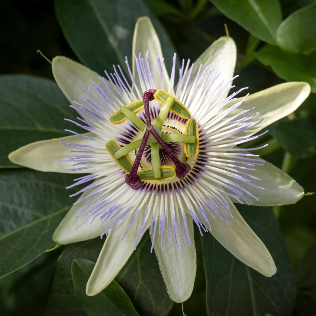 Passiflore, Fleur De La Passion - Passiflora Caerulea Clear Sky 3 Passiflore, Fleur De La Passion - Passiflora Caerulea Clear Sky