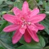 Passiflore Insignis Pink Passion - Fleur De La Passion 1 Passiflore Insignis Pink Passion - Fleur De La Passion -Promesse de Fleurs Magasin Passiflore insignis Pink Passion 681331 1