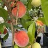 Pêcher Nain Fruit Me Peach Me Red -Promesse de Fleurs Magasin Pecher nain Fruit me Peach me Red IF 16269 1