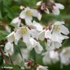 Philadelphus Dainty Lady - Seringat -Promesse de Fleurs Magasin Philadelphus Dainty Lady 89455 1