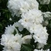 Seringat - Philadelphus Frosty Morn -Promesse de Fleurs Magasin Philadelphus Frosty Morn 84189 1