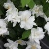 Seringat Blanc - Philadelphus Natchez -Promesse de Fleurs Magasin Philadelphus Natchez 84193 1