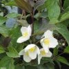 Seringat Des Jardins - Philadelphus Starbright 1 Seringat Des Jardins - Philadelphus Starbright -Promesse de Fleurs Magasin Philadelphus Starbright 9714 1