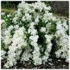 Seringat - Philadelphus White Rock (Pekphil) 2 Seringat - Philadelphus White Rock (Pekphil) -Promesse de Fleurs Magasin Philadelphus White Rock Pekphil 84194 1