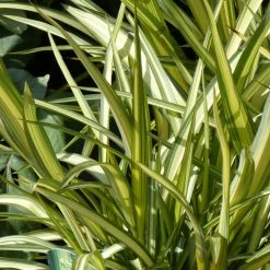 Phormium Cream Delight - Lin Des Montagnes.