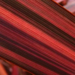 Phormium Margaret Jones - Lin De Nouvelle-Zélande