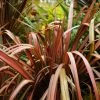 Phormium Pink Panther - Lin De Nouvelle-Zélande 1 Phormium Pink Panther - Lin De Nouvelle-Zélande -Promesse de Fleurs Magasin Phormium Pink Panther 83513 1