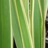 Phormium Cookianum Tricolor - Lin Des Montagnes -Promesse de Fleurs Magasin Phormium Tricolor 83432 1