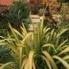 Phormium Tenax Yellow Wave - Lin De Nouvelle-Zélande -Promesse de Fleurs Magasin Phormium Yellow Wave 83433 1
