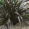 Phormium Cookianum Black Adder - Lin Des Montagnes. 2 Phormium Cookianum Black Adder - Lin Des Montagnes. -Promesse de Fleurs Magasin Phormium cookianum Black adder 83417 1