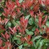 Photinia Little Red Robin -Promesse de Fleurs Magasin Photinia Fraseri Little Red Robin 781765 1