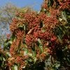 Photinia Beauverdiana Var. Notabilis -Promesse de Fleurs Magasin Photinia beauverdiana var notabilis 87148 1