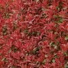 Photinia Fraseri Carré Rouge -Promesse de Fleurs Magasin Photinia fraseri Carre Rouge 85708 1