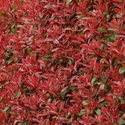 Photinia Fraseri Carré Rouge