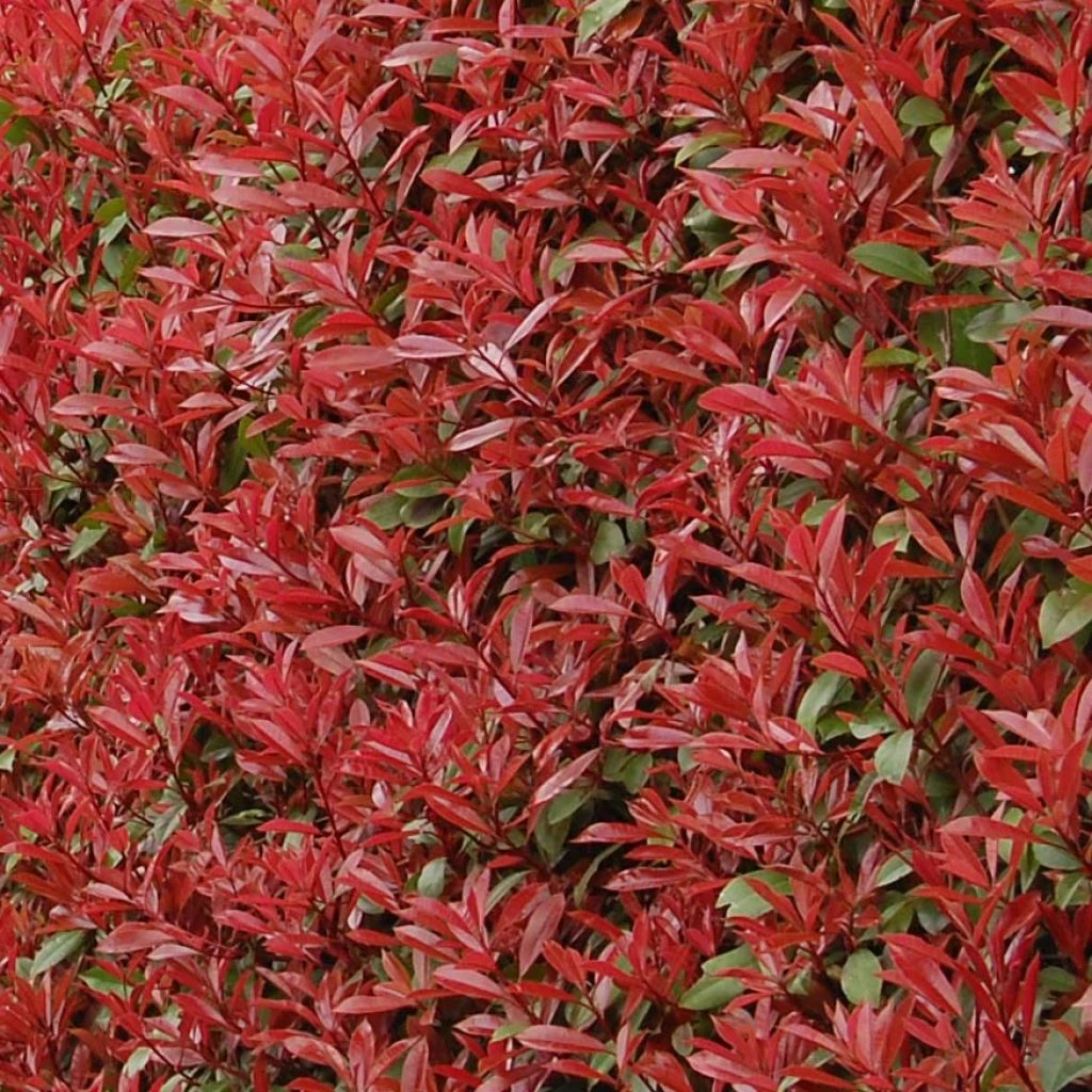 Photinia Fraseri Carré Rouge 3 Photinia Fraseri Carré Rouge