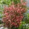 Photinia Fraseri Little Fenna 2 Photinia Fraseri Little Fenna -Promesse de Fleurs Magasin Photinia fraseri Little Fenna copyright 17928 1