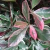 Photinia Fraseri Pink Marble -Promesse de Fleurs Magasin Photinia fraseri Pink Marble 7589 1