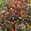 Photinia Fraseri Red Ballcoon 1 Photinia Fraseri Red Ballcoon -Promesse de Fleurs Magasin Photinia fraseri Red Ballcoon V 19040 1