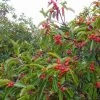 Photinia Niitakayamensis -Promesse de Fleurs Magasin Photinia niitakayamensis 87150 1