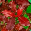 Photinia X Fraseri Magical Volcano -Promesse de Fleurs Magasin Photinia x fraseri Magical Volcano 100158 1
