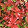 Photinia Fraseri Dicker Toni -Promesse de Fleurs Magasin Photinia fraseri Dicker Toni 84197 1