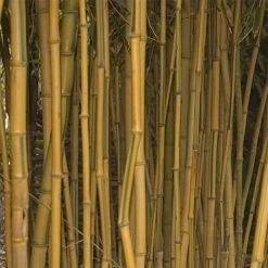 Phyllostachys Aureosulcata Spectabilis - Bambou Moyen