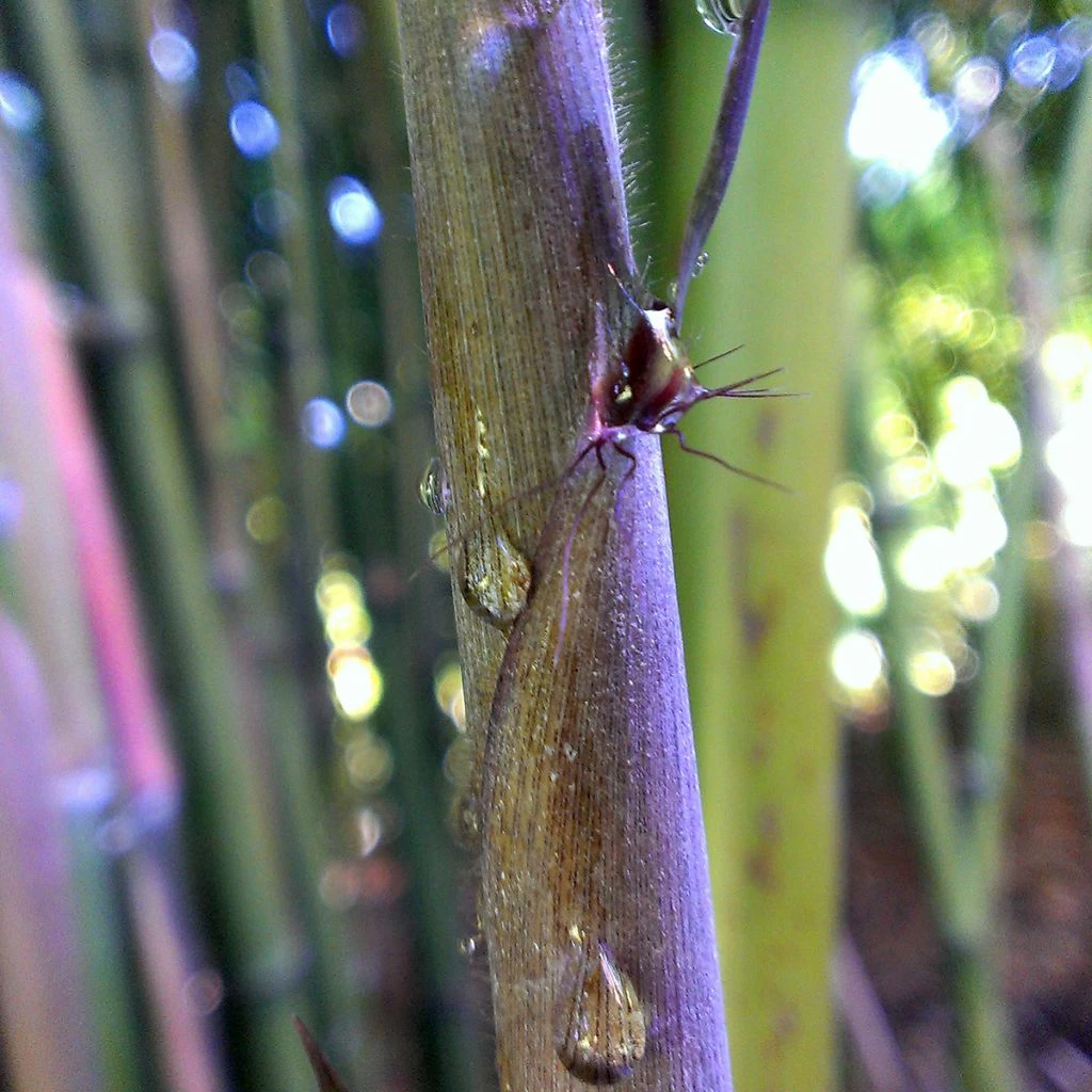 Phyllostachys Nigra Megurochiku - Bambou Géant 3 Phyllostachys Nigra Megurochiku - Bambou Géant