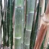 Phyllostachys Parvifolia - Bambou Géant -Promesse de Fleurs Magasin Phyllostachys parvifolia 85246 3