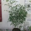 Phyllostachys Rubromarginata - Bambou Moyen -Promesse de Fleurs Magasin Phyllostachys rubromarginata 84914 1