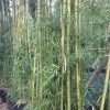Phyllostachys Viridiglaucescens - Bambou Géant -Promesse de Fleurs Magasin Phyllostachys viridiglaucescens 84915 1