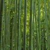 Phyllostachys Vivax MacClure (type) - Bambou Géant -Promesse de Fleurs Magasin Phyllostachys vivax MacClure 85247 1