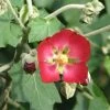 Phymosia Umbellata -Promesse de Fleurs Magasin Phymosia umbellata 85303 1