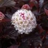 Physocarpus Opulifolius Lady In Red - Physocarpe à Feuillage Pourpre 1 Physocarpus Opulifolius Lady In Red - Physocarpe à Feuillage Pourpre -Promesse de Fleurs Magasin Physocarpus lady in red copyright promesse Fabien 813362 1