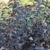 Physocarpus Opulifolius All Black - Physocarpe Noir -Promesse de Fleurs Magasin Physocarpus opulifolius All Black 84464 3