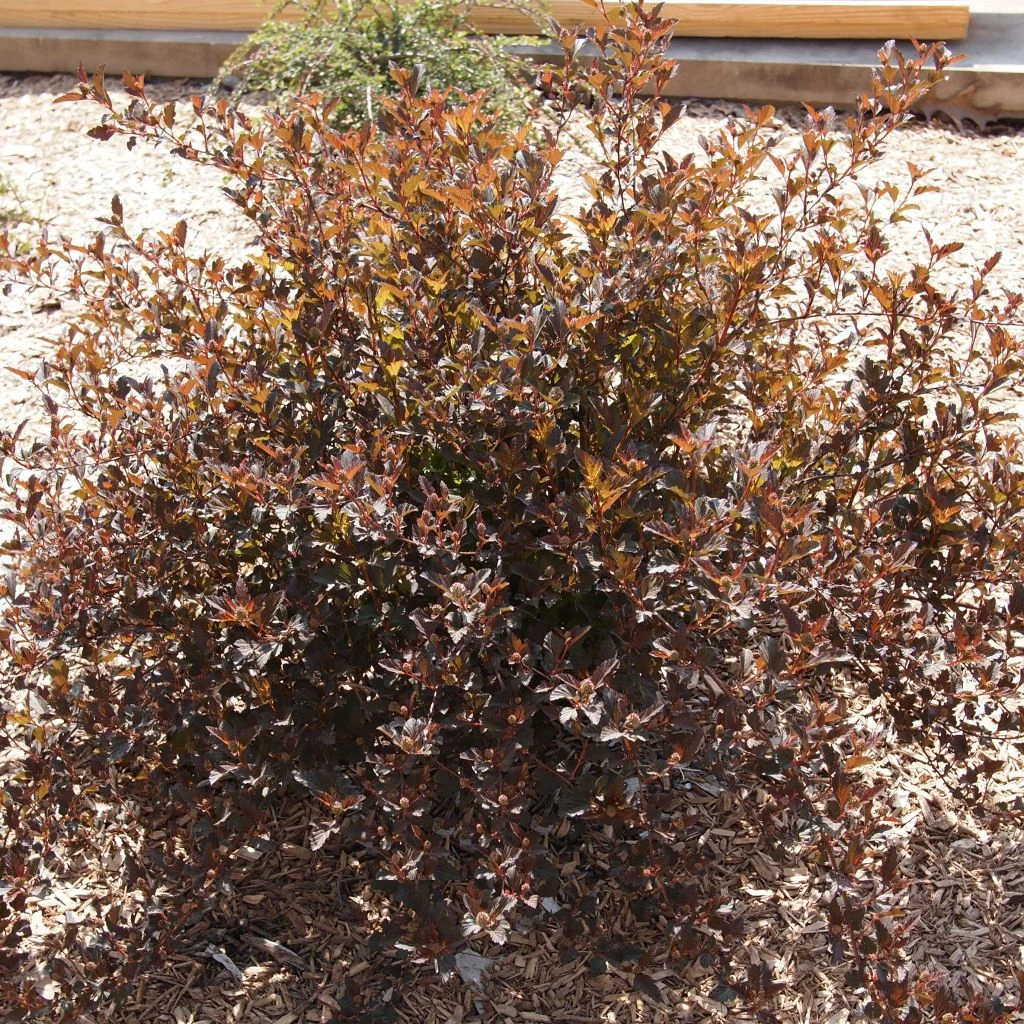 Physocarpus Opulifolius Little Devil 3 Physocarpus Opulifolius Little Devil